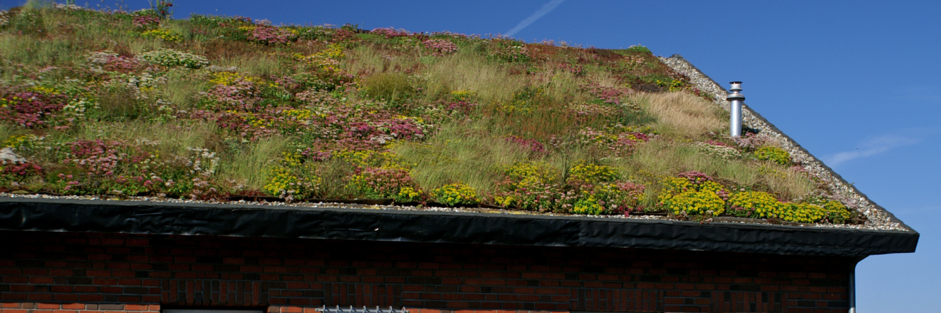 Header Dachbegrünung